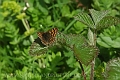 duke of burgundy butterfly-1